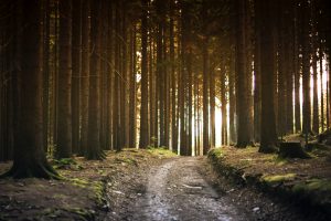 Tall trees in ancient forest near Glasgow